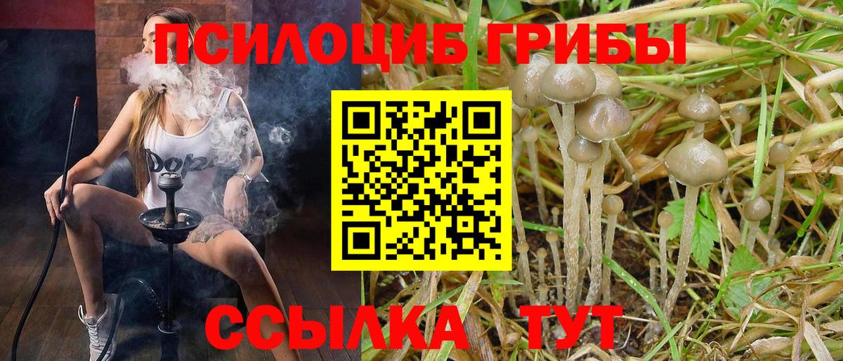 Псилоцибиновые грибы Psilocybe  Вход с VPN  Заволжье 